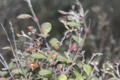 Austropuccinia psidii