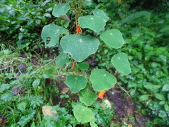 Tropaeolum adpressum