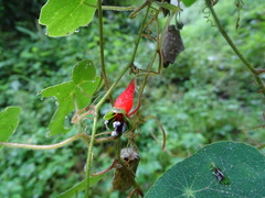 Tropaeolum adpressum
