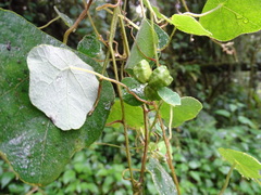 Tropaeolum adpressum