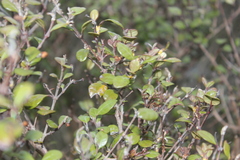 Austropuccinia psidii