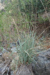 Carex spissa