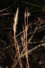 Andropogon tracyi