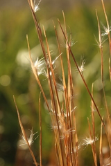 Andropogon tracyi