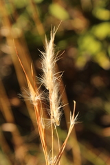 Andropogon tracyi