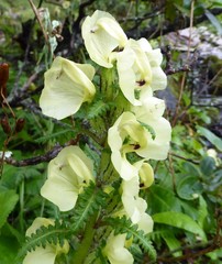 Pedicularis scullyana