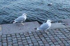 Larus argentatus