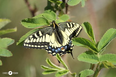 Papilio machaon hudsonianus