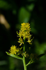 Rorippa curvisiliqua