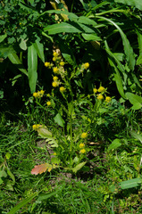 Rorippa curvisiliqua