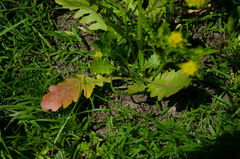 Rorippa curvisiliqua