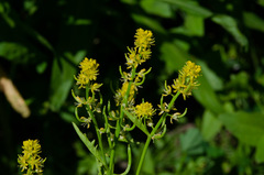 Rorippa curvisiliqua