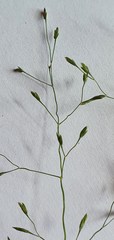 Poa breviglumis