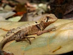 Stenocercus erythrogaster