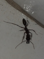 Odontomachus chelifer