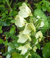 Pedicularis scullyana