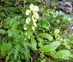 Pedicularis scullyana