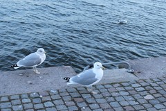 Larus argentatus