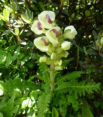 Pedicularis scullyana