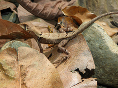 Stenocercus erythrogaster