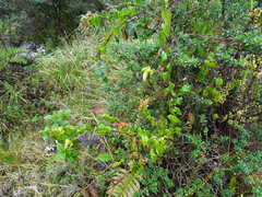 Siphocampylus ecuadoriensis