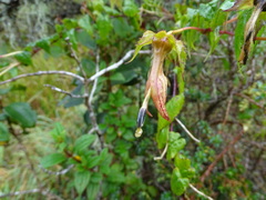 Siphocampylus ecuadoriensis