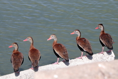 Dendrocygna autumnalis