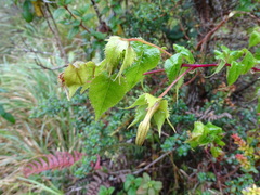 Siphocampylus ecuadoriensis