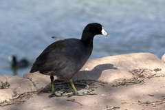 Fulica americana