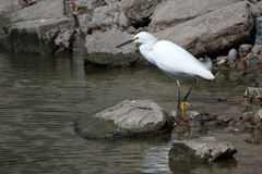 Egretta thula