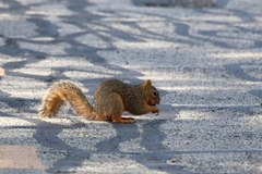 Sciurus niger