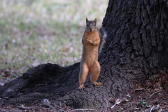 Sciurus niger