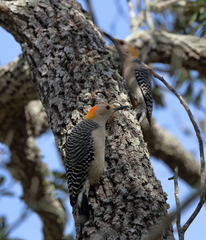 Melanerpes aurifrons
