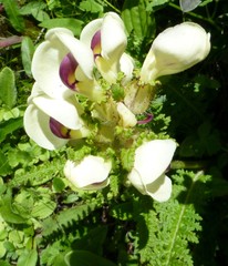 Pedicularis scullyana
