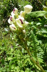 Pedicularis scullyana