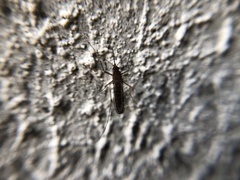 Culex erraticus