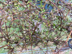 Coprosma propinqua