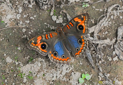Junonia genoveva