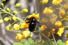 Xylocopa griswoldi