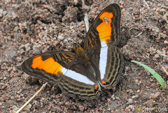 Adelpha plesaure