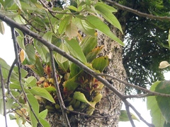 Bifrenaria inodora