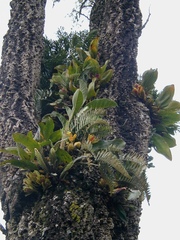 Bifrenaria inodora