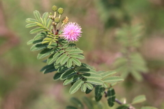 Mimosa asperata