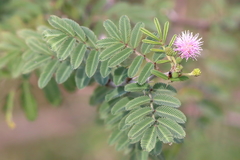 Mimosa asperata