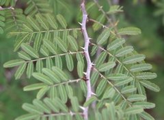 Mimosa asperata