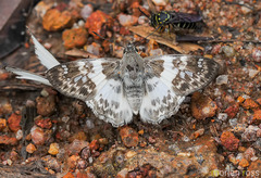 Polyctor polyctor