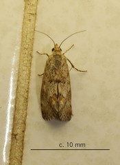 Tegostoma comparalis