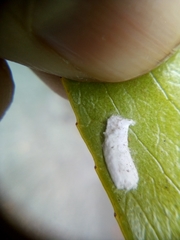 Pulvinaria camelicola