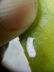 Pulvinaria camelicola