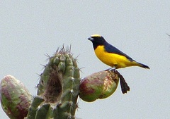 Euphonia trinitatis